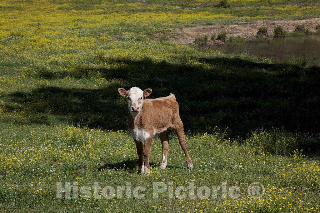 Alabama Photo - Young animals are everywhere in the spring in rural Alabama