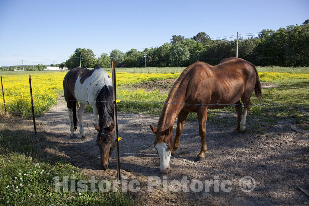 Alabama Photo - Young Animals are Everywhere in The Spring in Rural Alabama