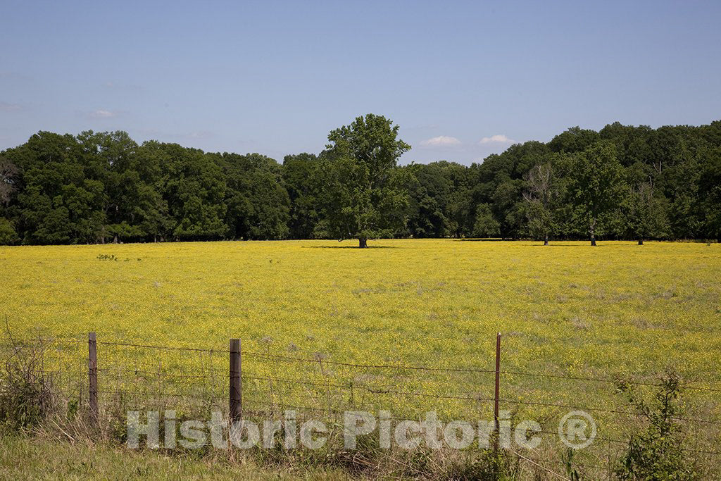 Alabama Photo - Rural Alabama scene