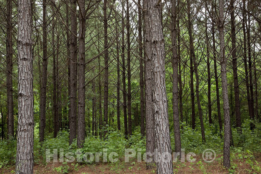 Alabama Photo - Pine Trees in Rural Alabama