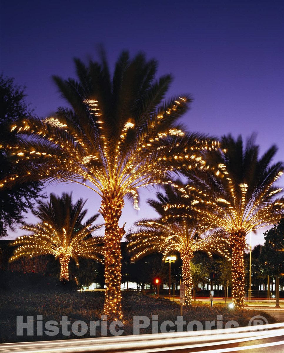 Orlando, FL Photo - Twinkly Lights on The Palm Trees at The Peabody Hotel, Orlando, Florida