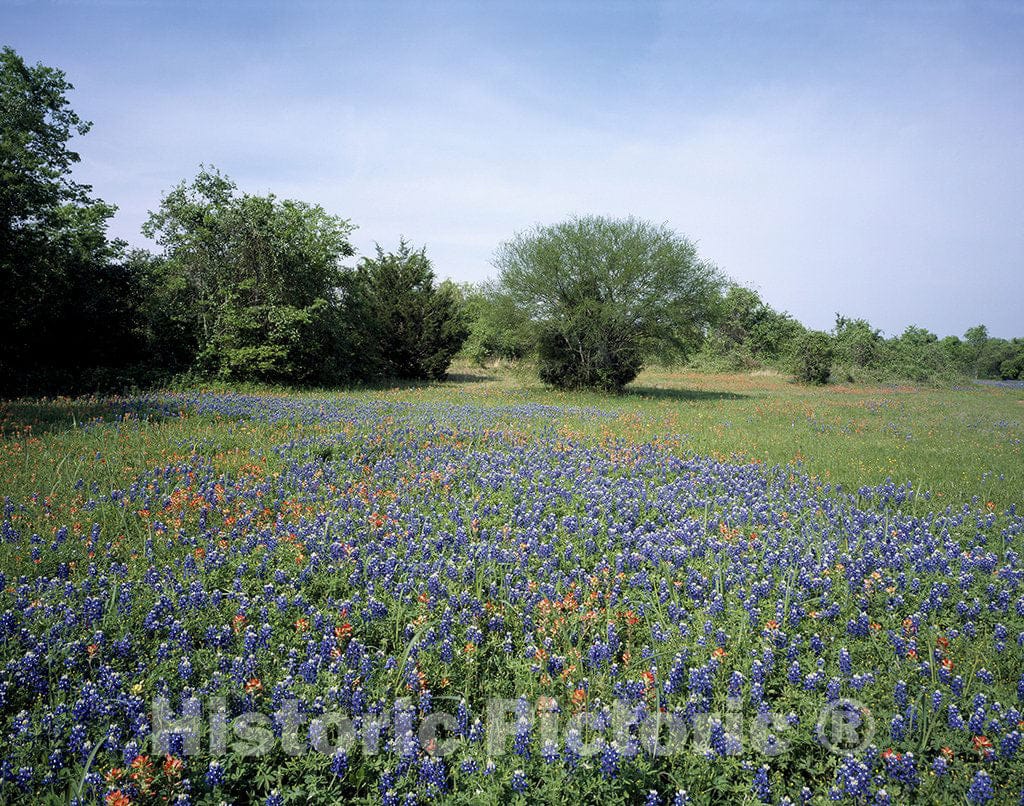 Texas Photo - Texas Blue and Red Bonnets