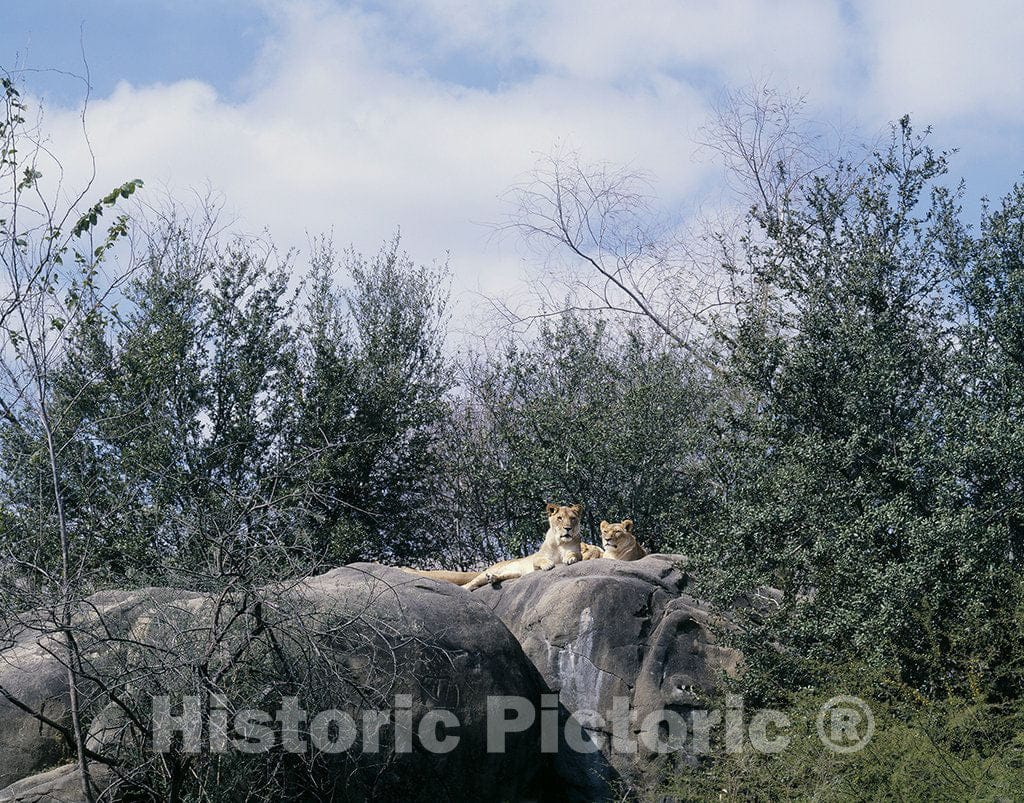 Houston, TX Photo - Lions at the zoo, Houston, Texas