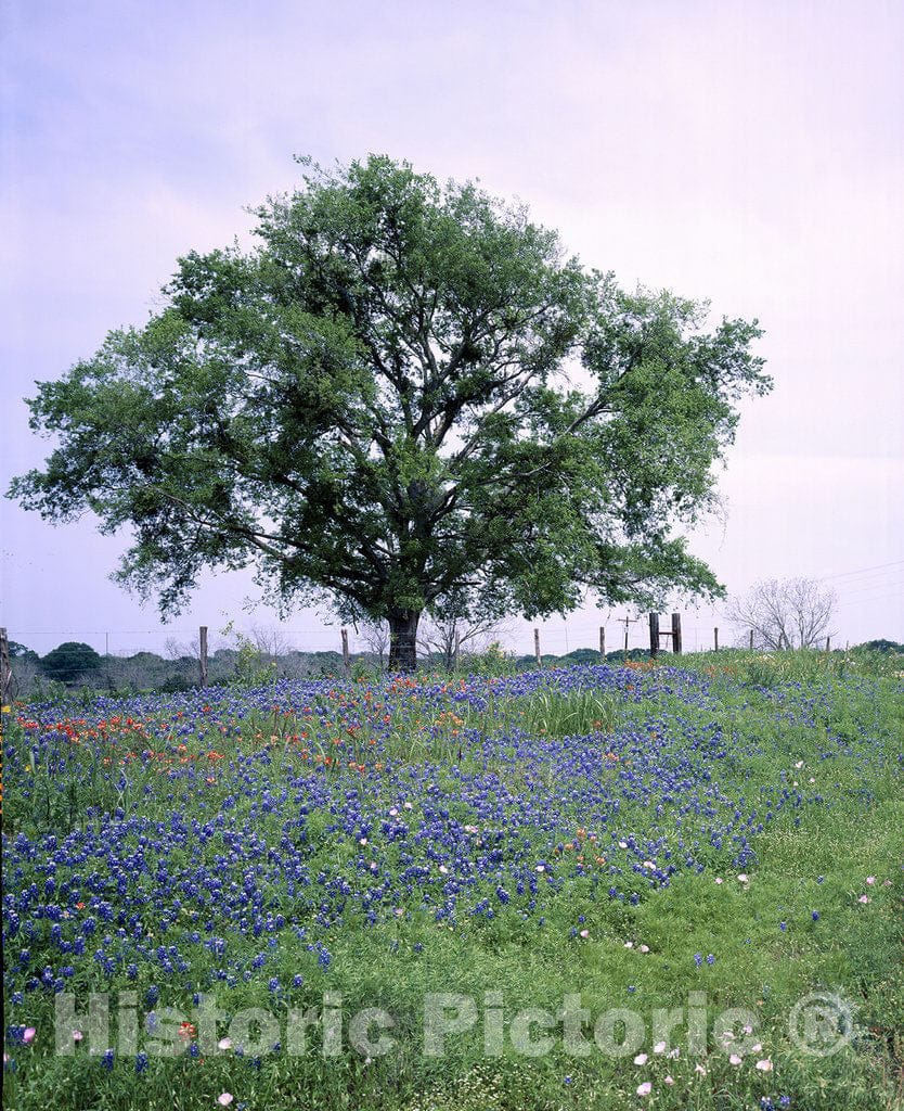 Texas Photo - Texas Blue and Red Bonnets