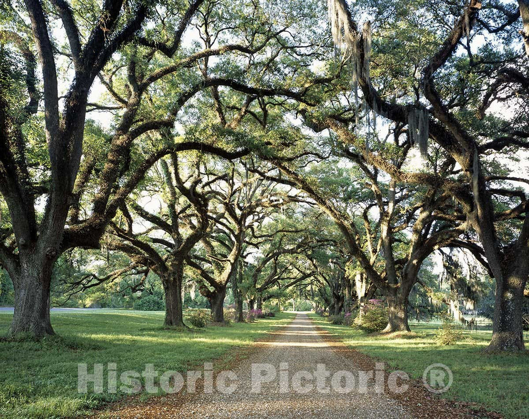 Mississippi Photo - Southern Spring Canopy of Trees