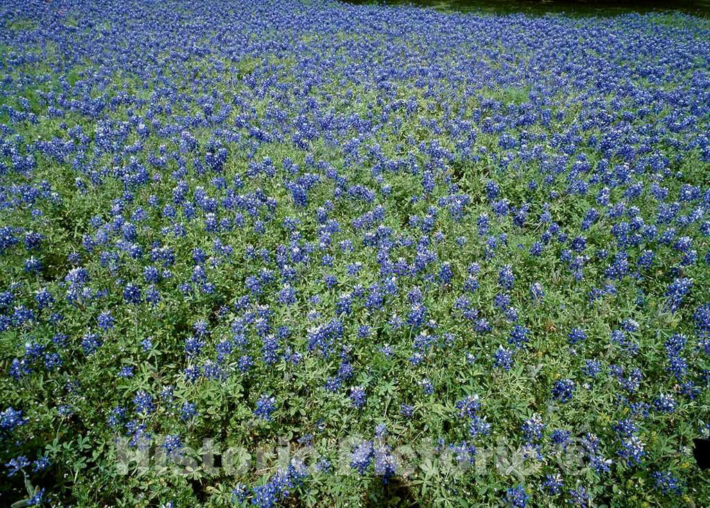 Photo - Texas Blue and Red Bonnets- Fine Art Photo Reporduction