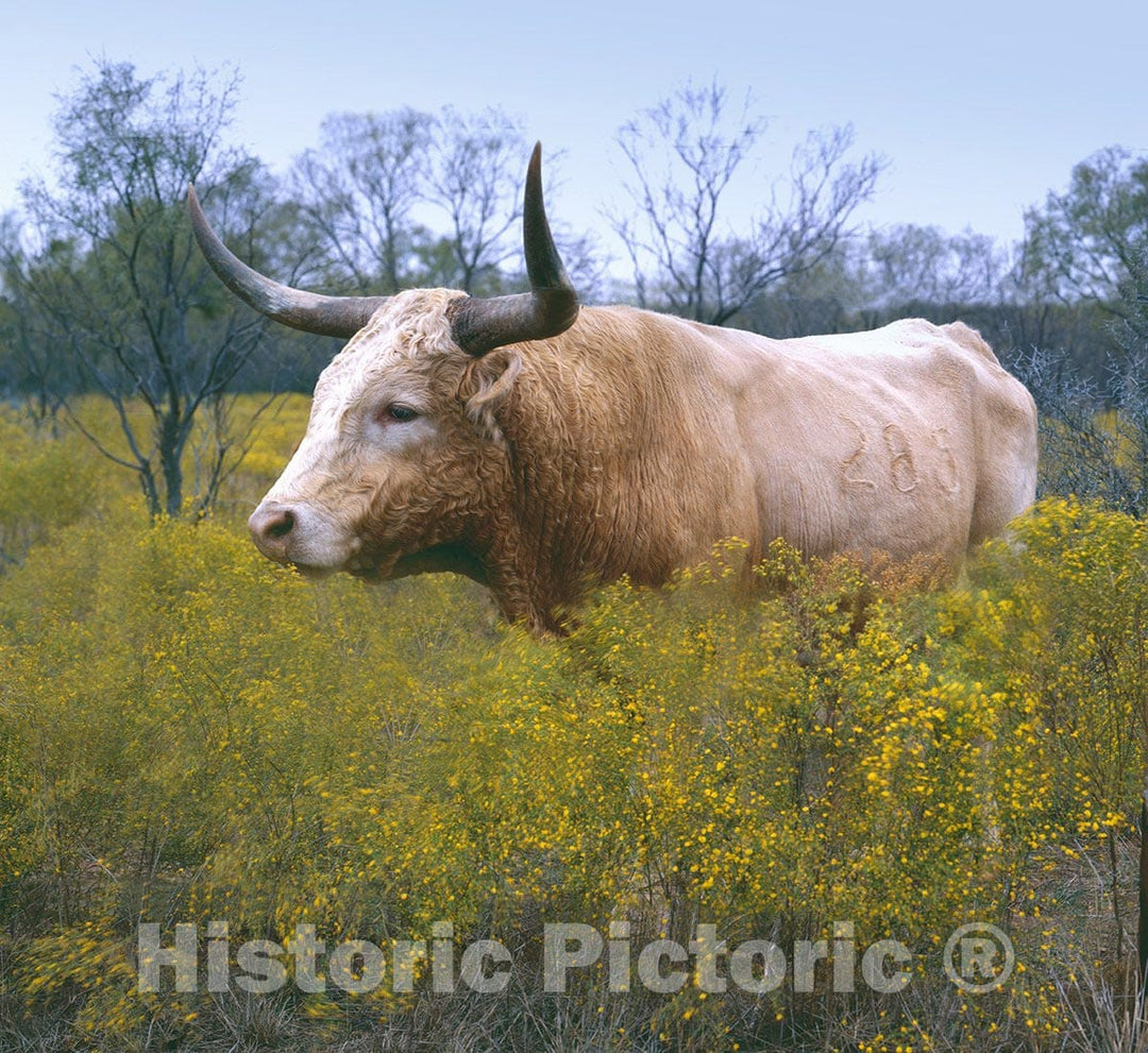 Texas Photo - Longhorn in Texas