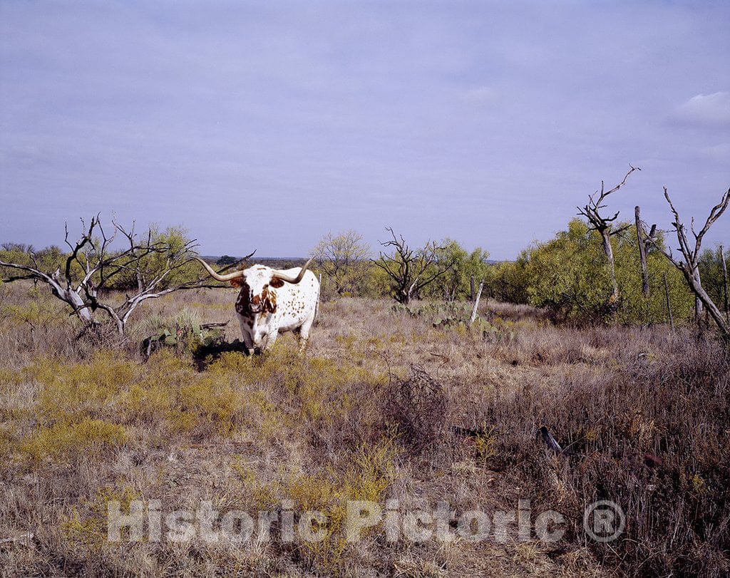 Texas Photo - Texas Longhorn