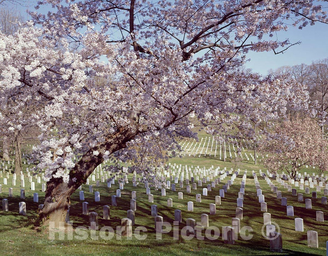 Arlington, VA Photo - Spring at Arlington National Cemetery, Arlington, Virginia-