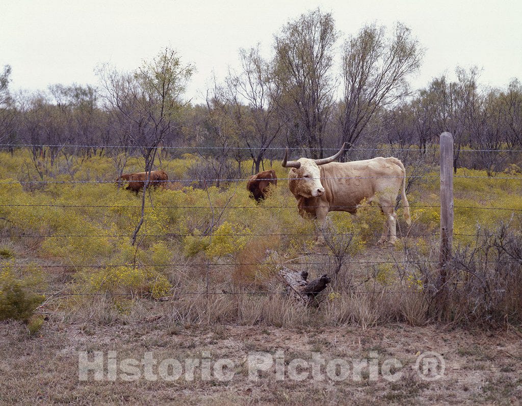 Texas Photo - Longhorn Cattle in Rural Texas