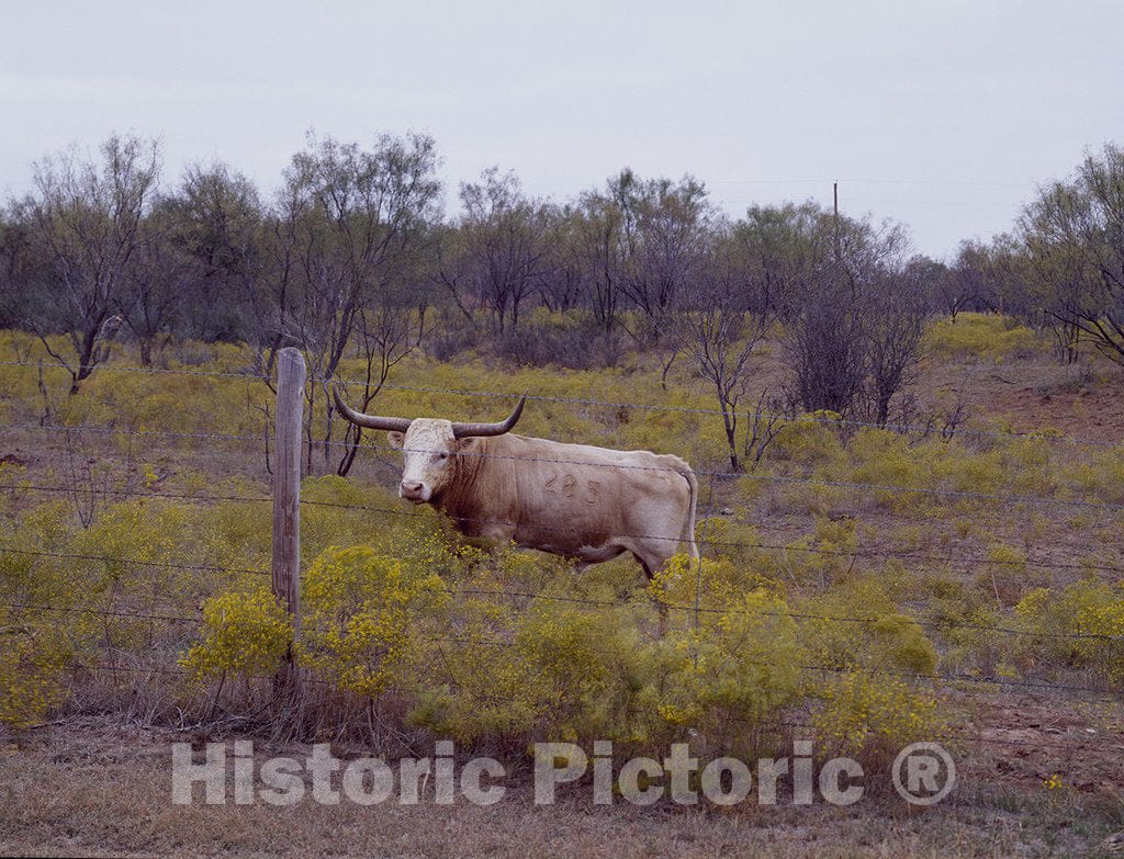 Texas Photo - Longhorn cattle in rural Texas