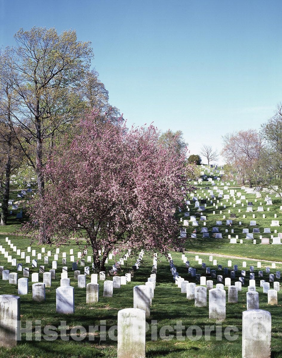 Arlington, VA Photo - Spring Day at Arlington National Cemetery-