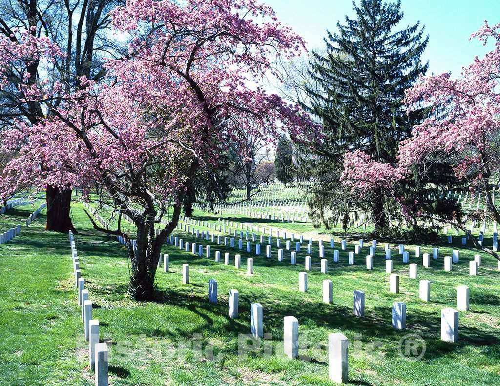 Photo - Spring Day at Arlington National Cemetery, Arlington, Virginia- Fine Art Photo Reporduction