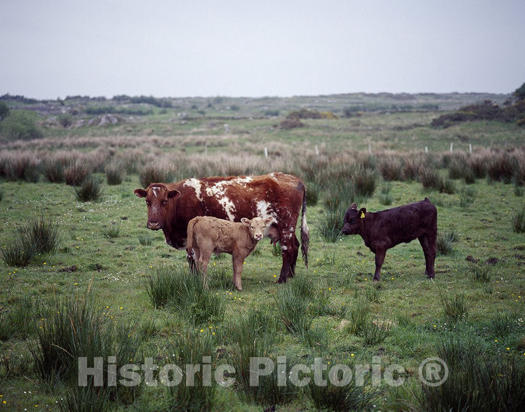 United States Photo - Cow and her Calves