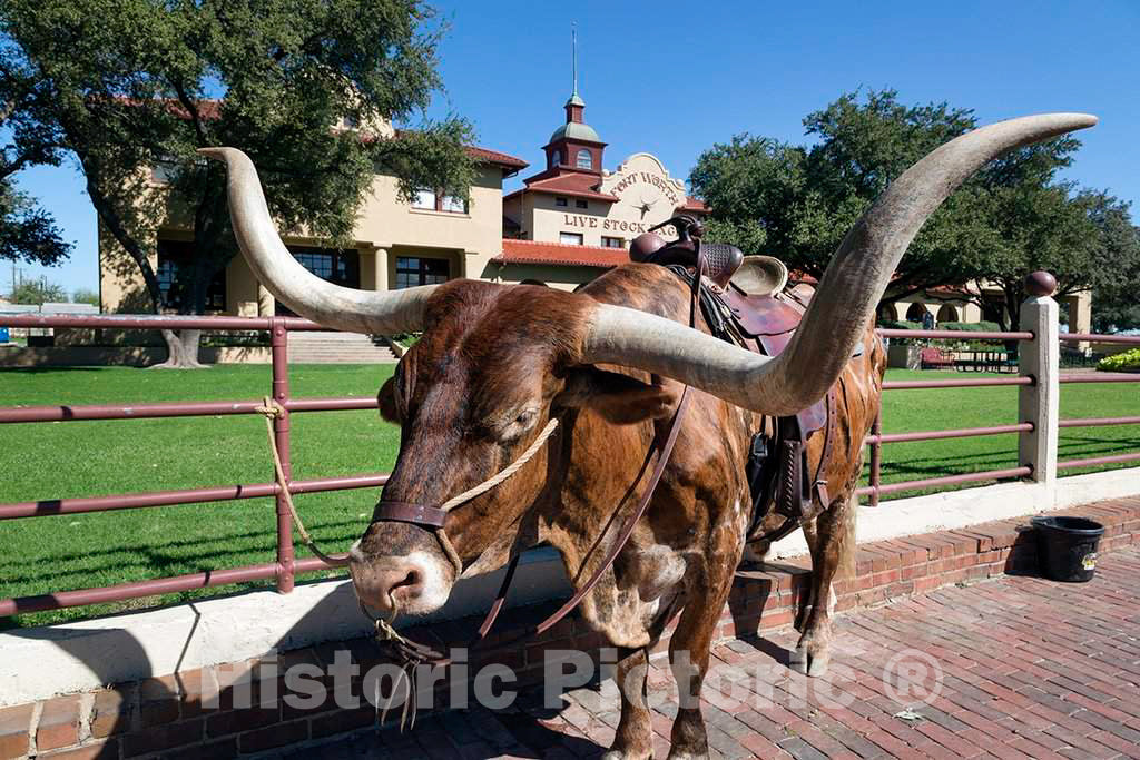 Photo - A Longhorn Cow, Awaiting a Roundup (for Tourists' Benefit) in The Stockyards, Historic Livestock-Market District in Fort Worth, Texas- Fine Art Photo Reporduction