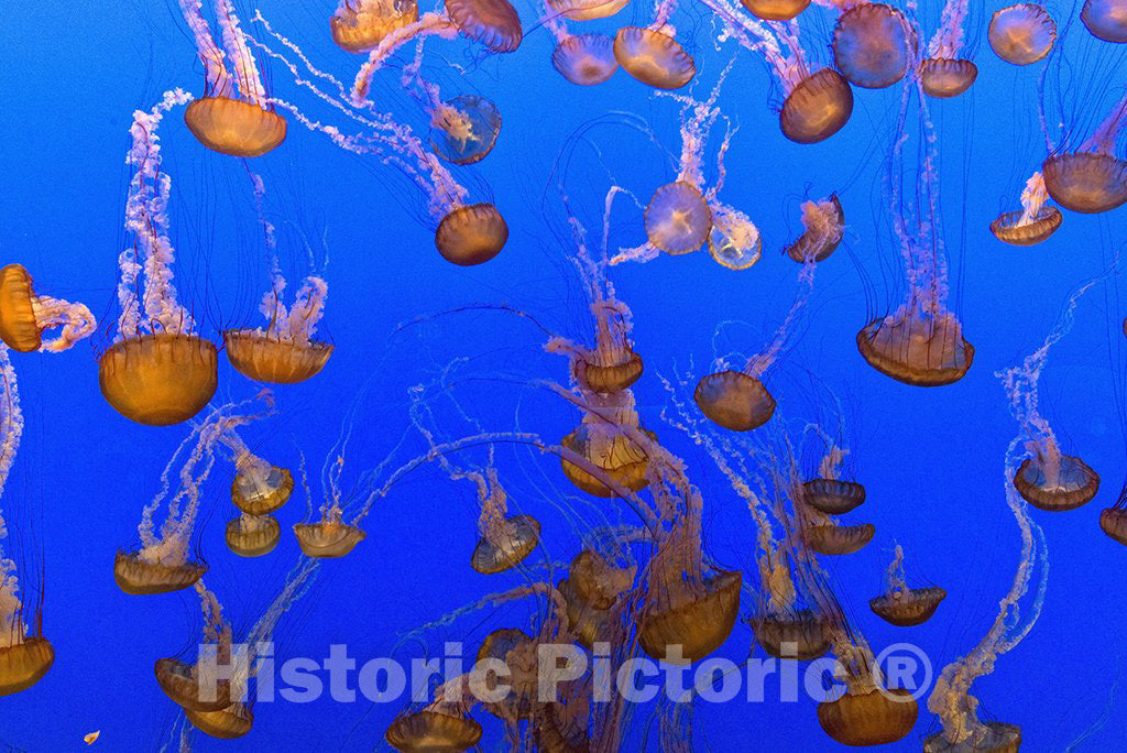 Monterey, CA Photo - Jellyfish at Monterey Bay Aquarium, Monterey, California