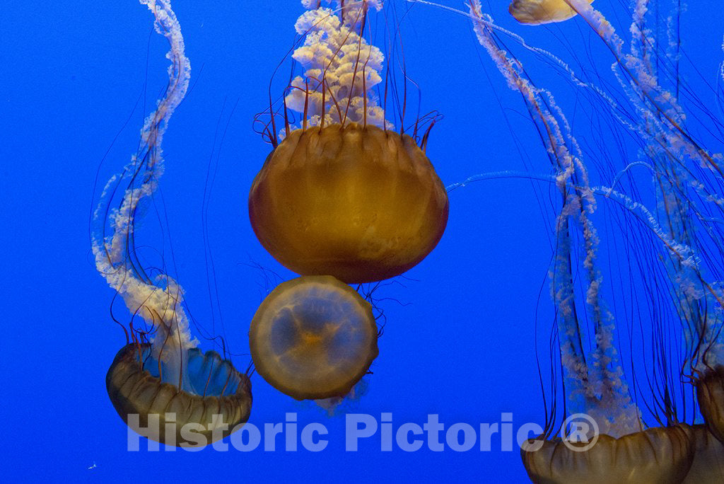 Monterey, CA Photo - Jellyfish at Monterey Bay Aquarium, Monterey, California