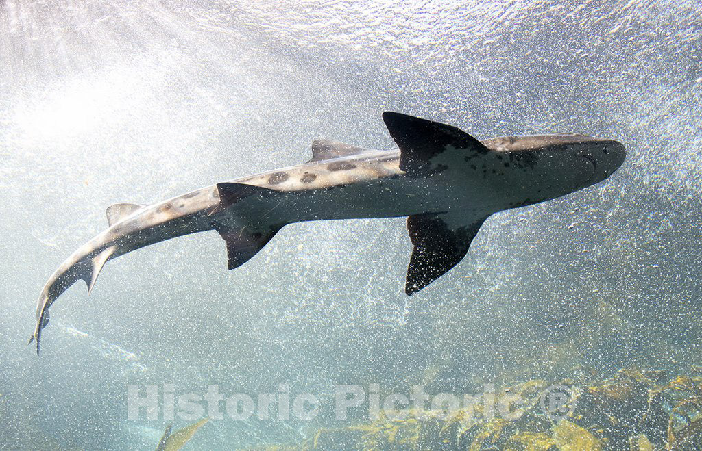 Monterey, CA Photo - Shark at Monterey Bay Aquarium, Monterey, California