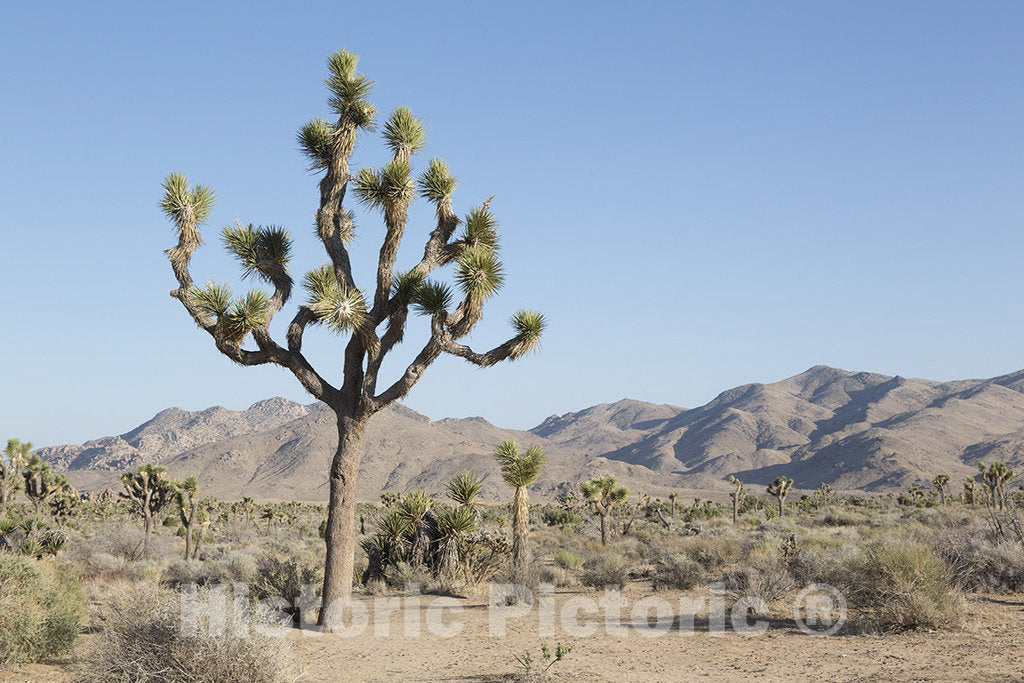 Joshua Tree Nat Park, CA Photo - Joshua Tree National Park is located in southeastern California