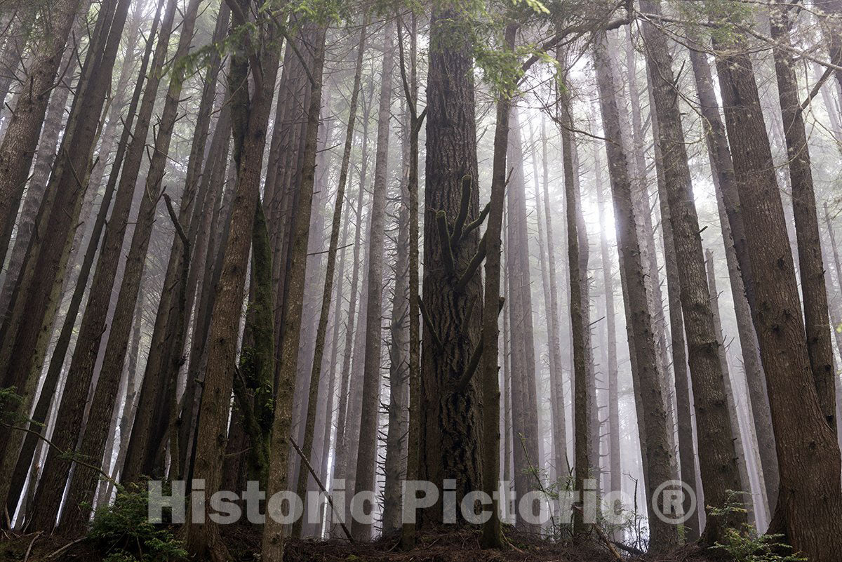 Northern California, CA Photo - Trees