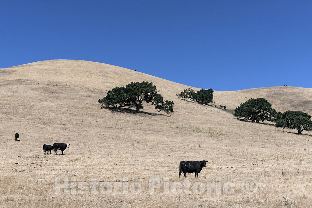 California Photo - Scenic Views Along Route 46 in California