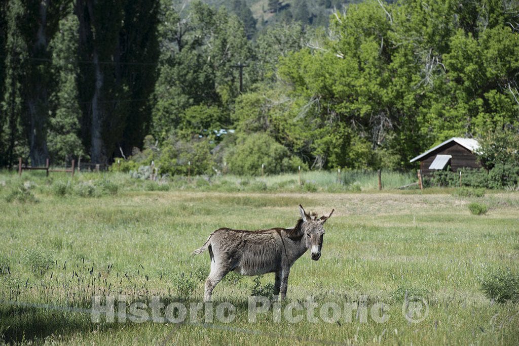 California Photo - Scenic view: donkey in Northeast California