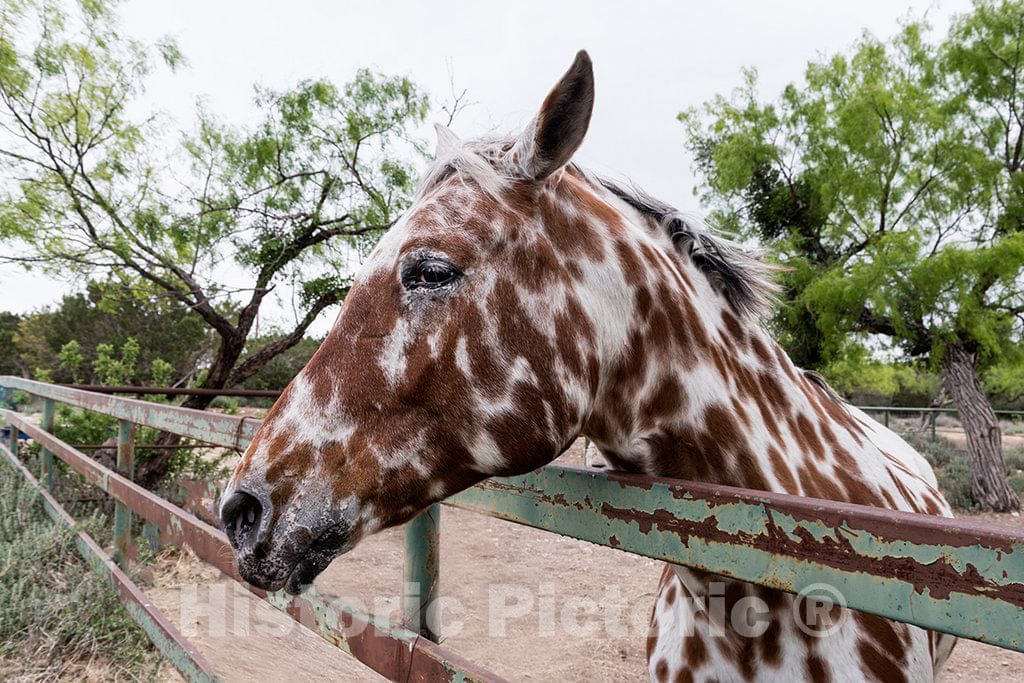 Photo - Spotted Horse Near Segovia, Texas- Fine Art Photo Reporduction