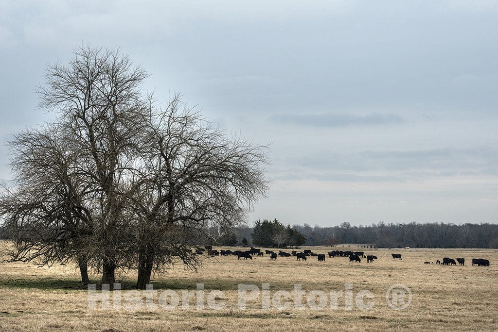 Red River County, TX Photo - Ranch Scene in Red River County, Texas