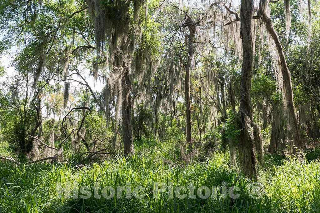 Photo - Trees Draped with Spanish Moss Within The Santa Ana National Wildlife Refuge, on The Rio Grande River Border with Mexico in Hidalgo County, Texas