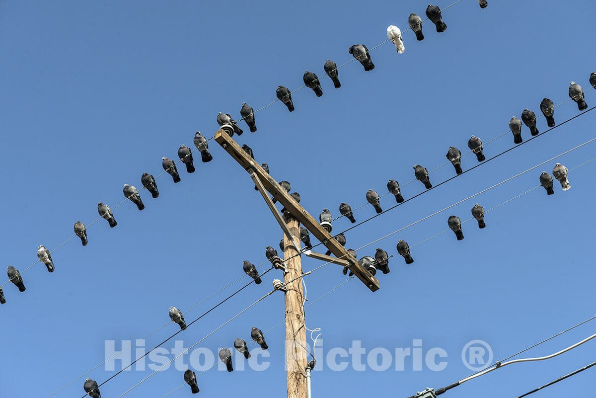 Kermit, TX Photo - Pigeons on a Popular roosting site Above Kermit, Texas-