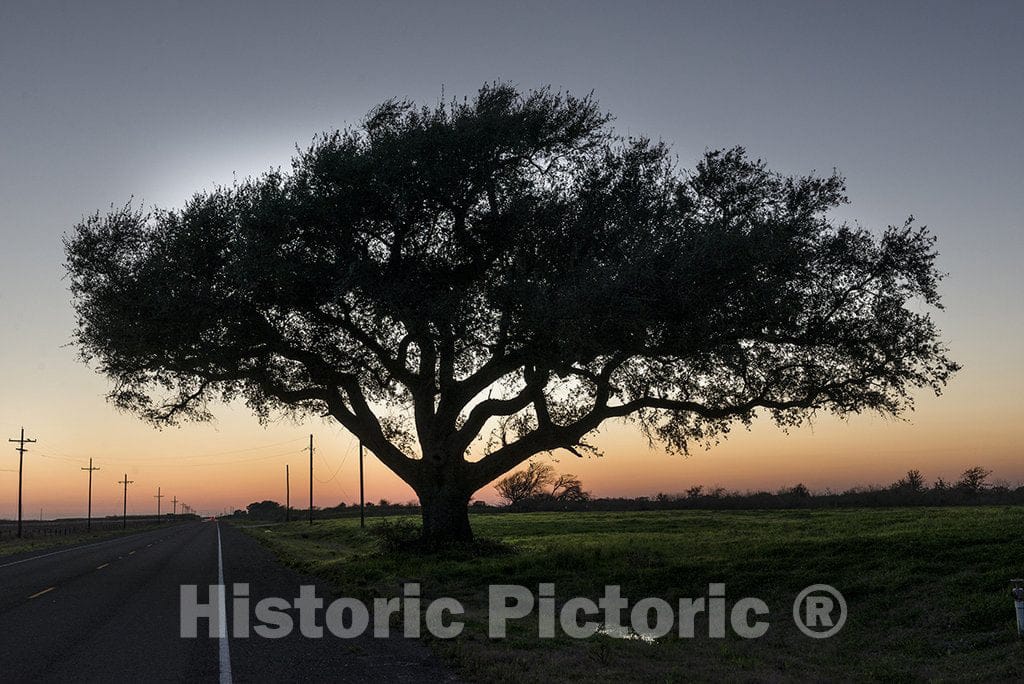 Jefferson County, TX Photo - Texas Trees at Sunset in The marshlands of Southern Jefferson County, Texas