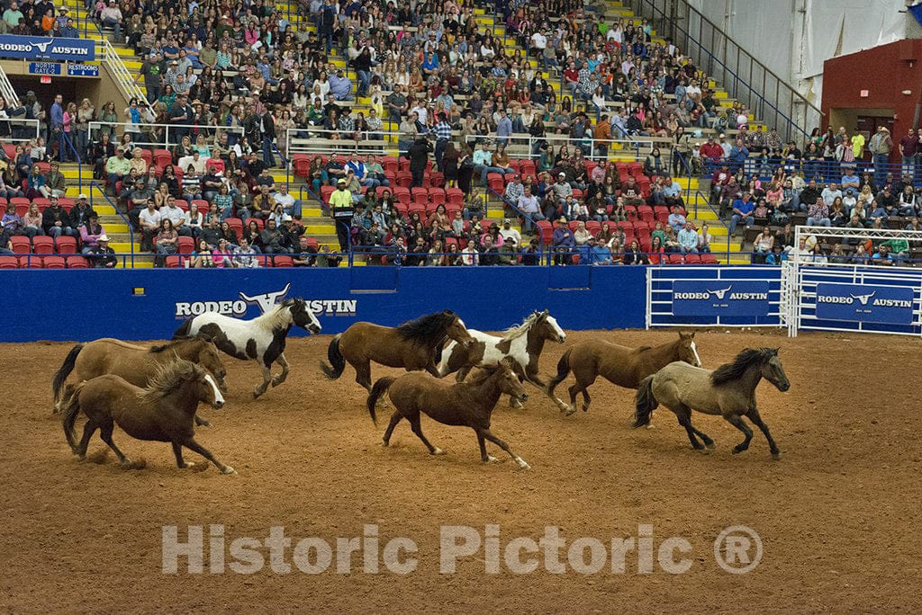 Austin, TX Photo - Horses Run Free as Part of a Brief Program About Texas's Wild Horses at Rodeo Austin, The city's Annual Stock Show and Rodeo. Austin, Texas