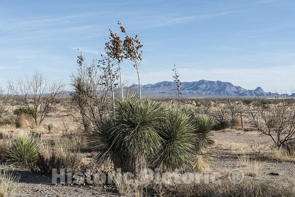 Texas Photo - Desert Plants in West Texas