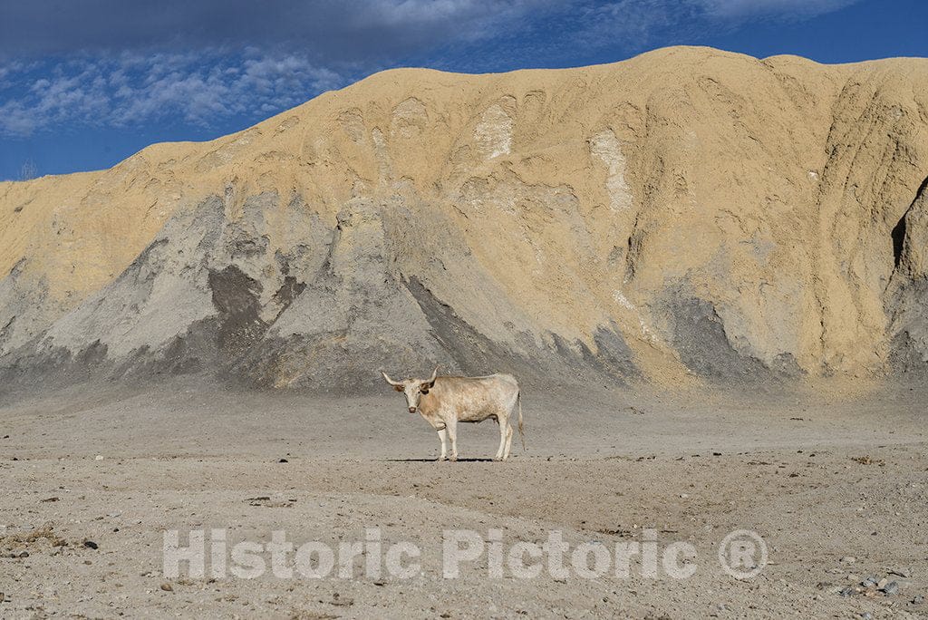 Brewster County, TX Photo - Lone Steer Blends Nicely into The Background North of Big Bend National Park in The Trans-Pecos Region of Southwest Texas