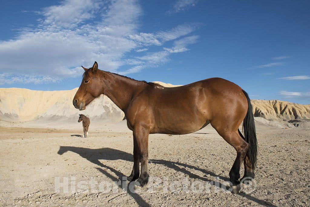 Brewster County, TX Photograph - There's not much to graze on for these horses in the rugged terrain north of Big Bend National Park in the"Trans-Pecos" region of southwest Texas