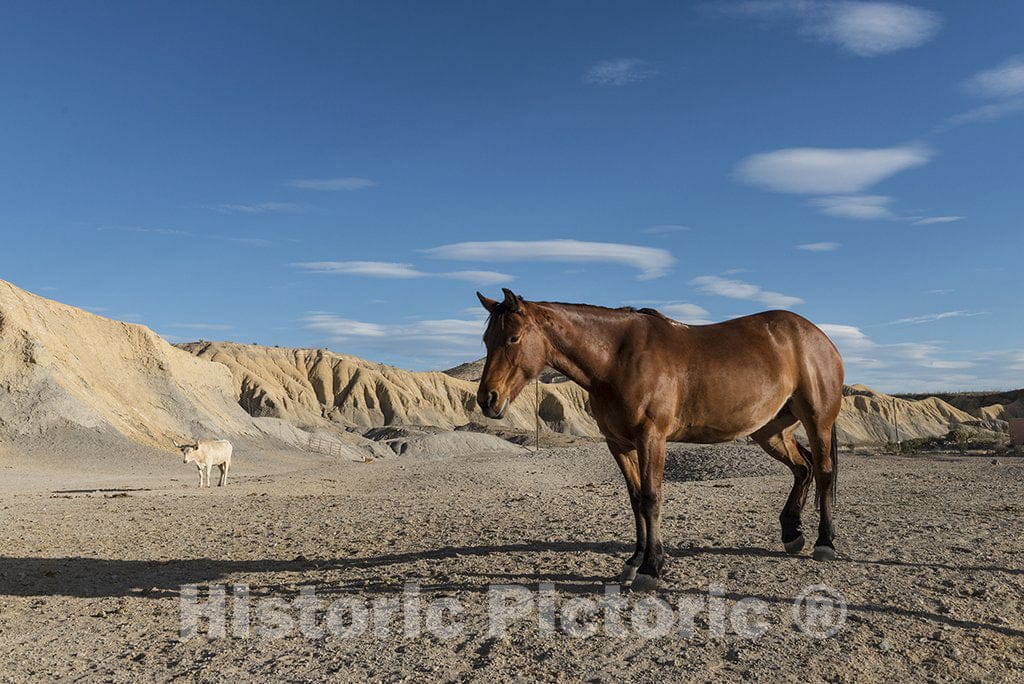 Brewster County, TX Photograph - There's not Much to Graze on for These Horses in The Rugged Terrain North of Big Bend National Park in The Trans-Pecos Region of Southwest Texas