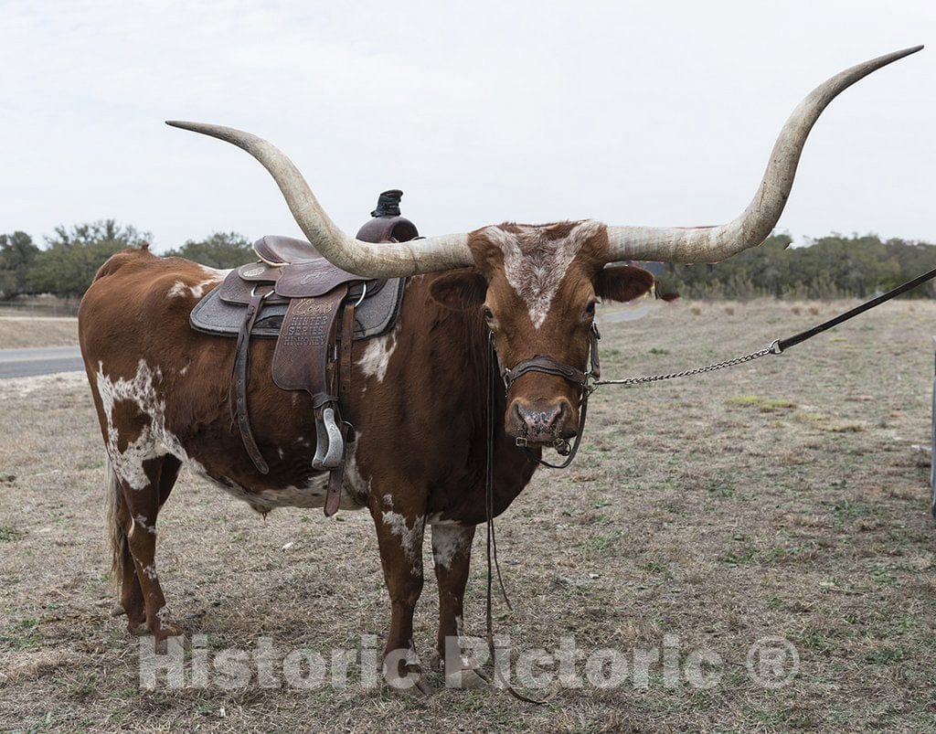 Bandera, TX Photo - Longhorn That accompanies Old-Timey Cook up The Road from The Cowboy Mardi Gras in Little Bandera, Texas, west of San Antonio