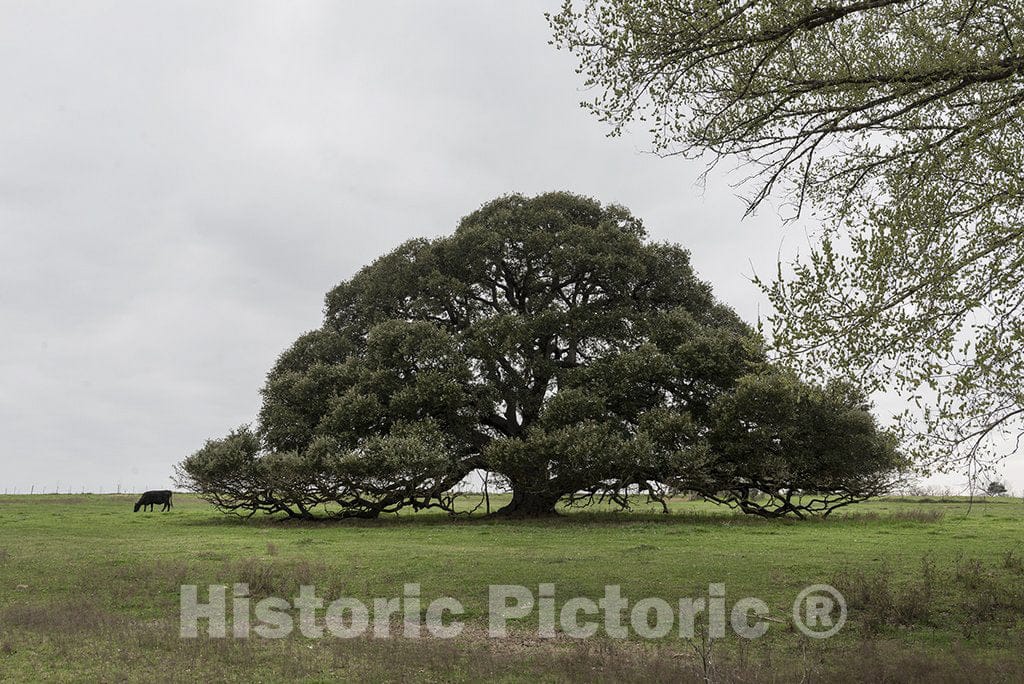 Schulenburg, TX Photo - an expansive, Low-Slung Tree Outside Schulenburg, Texas