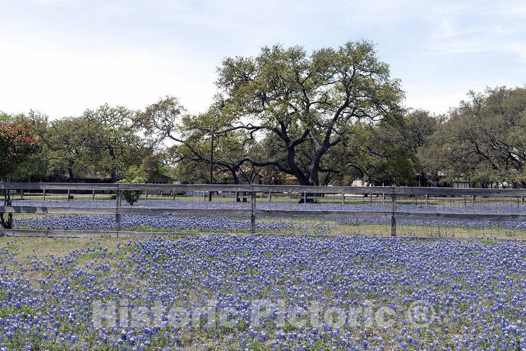 Boerne, TX Photo - A Profusion of The Texas State Flower, Subtle Bluebonnets, in a Field in Boerne, Texas, west of San Antonio