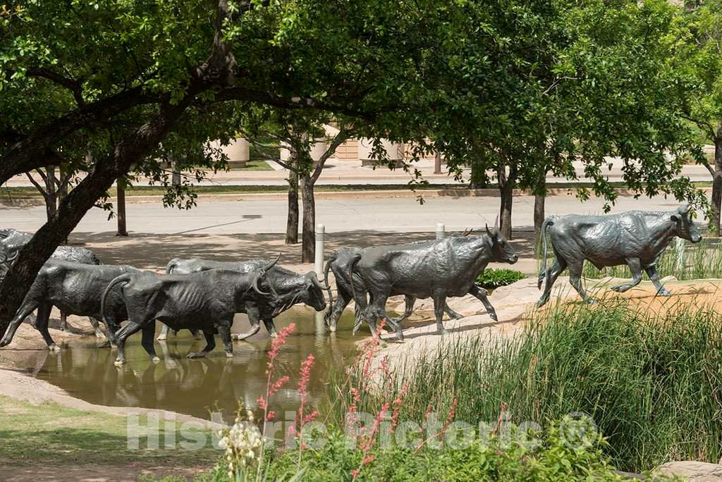 Photograph - Some of the 70 bronze steers in a large sculpture in Pioneer Park in Dallas, Texas, that commemorates nineteenth- century cattle drives that took place along the Shawnee Trail 1