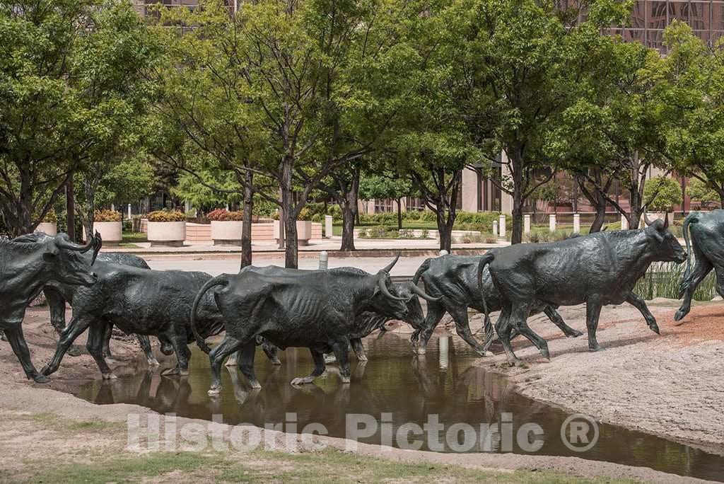 Photograph - Some of the 70 bronze steers in a large sculpture in Pioneer Park in Dallas, Texas, that commemorates nineteenth- century cattle drives that took place along the Shawnee Trail 2