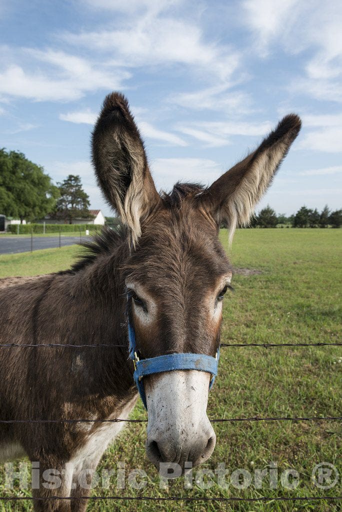 Bonham, TX Photo - an Adorable Donkey in a Field in Bonham, Fannin County, Texas