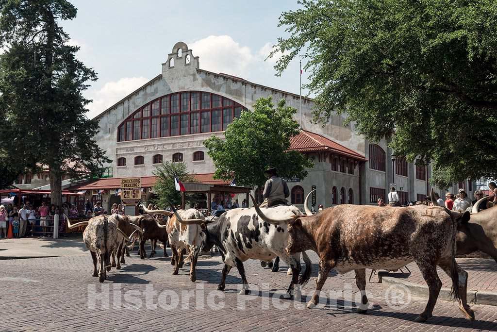 Photo - One of The Twice-Daily parades of Longhorn Steers (for Tourists' Enjoyment) up Exchange Street in The Stockyards District of Fort Worth, Texas- Fine Art Photo Reporduction