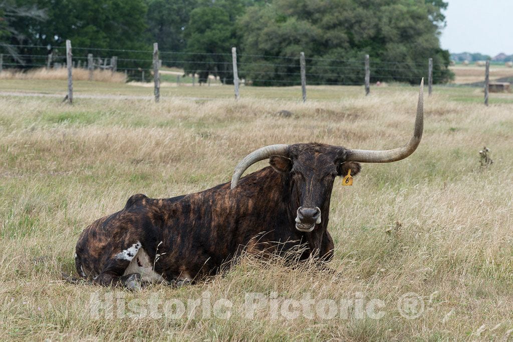 Photograph- an Unusual Longhorn Steer (Check The Cant of his Horns) Rests at The George Ranch Historical Park, a 20,000-acre Working Ranch in Fort Bend County, Texas, Featuring Historic Homes