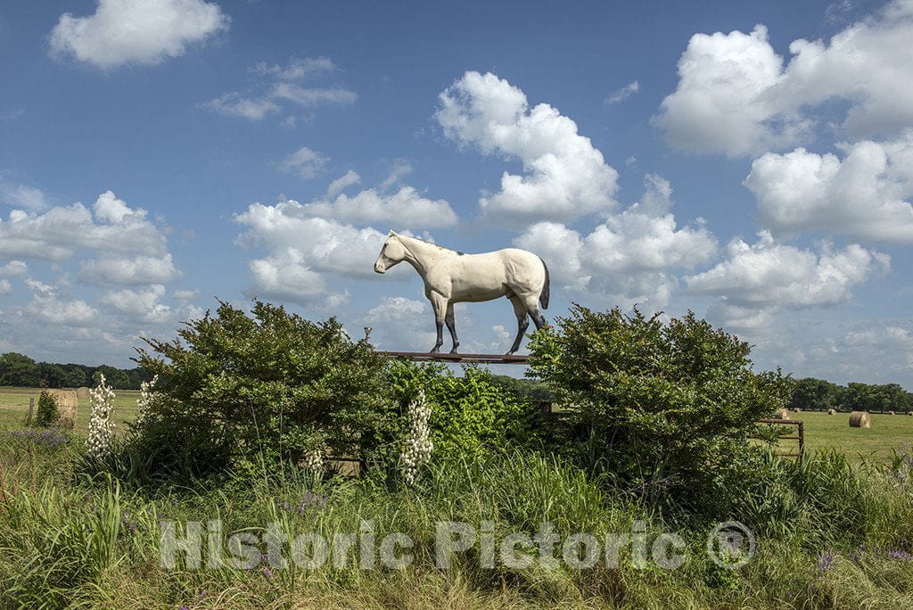 Hopkins County, TX Photo - A sort of Visual ode to The Horse Near The Entrance to a Farm in Hopkins County, Texas