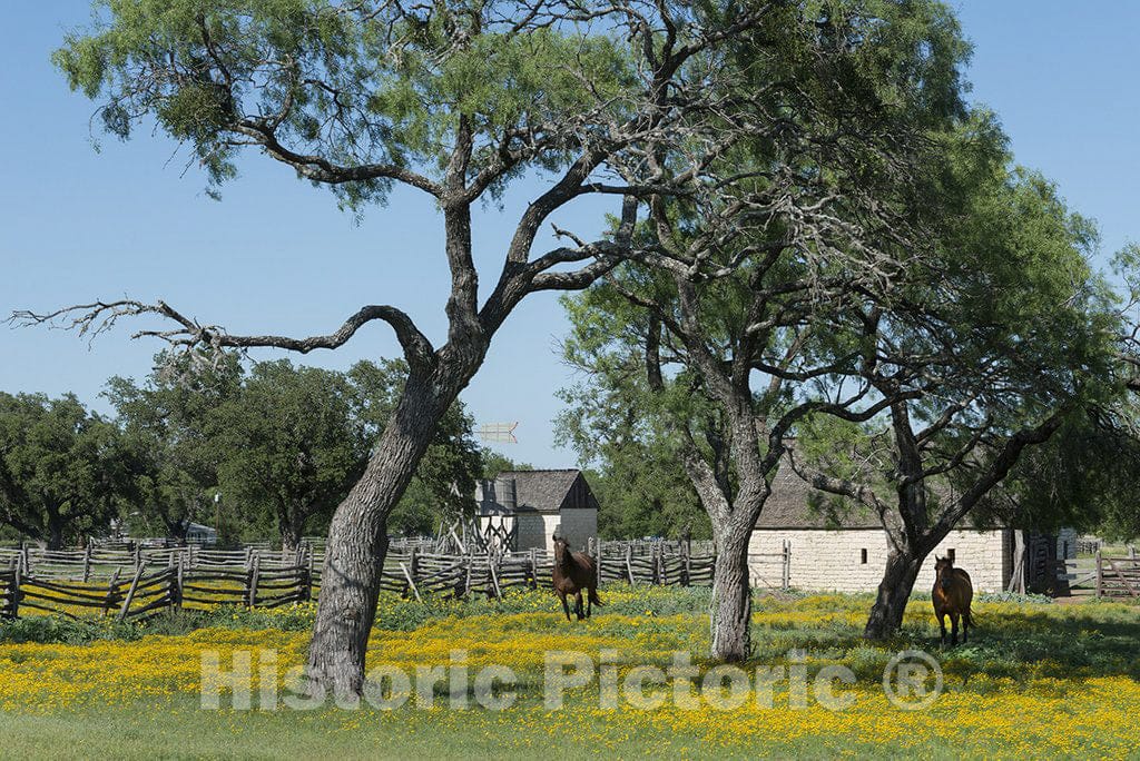 Johnson City, TX Photo - Horses gallop toward the camera in a wildflower-rich National Park Service meadow in Johnson City, Texas