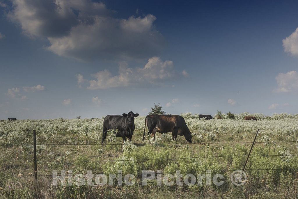 Hunt County, TX Photo - Cows in a Field of Wildflowers in Rural Hunt County Near Greenville, Texas