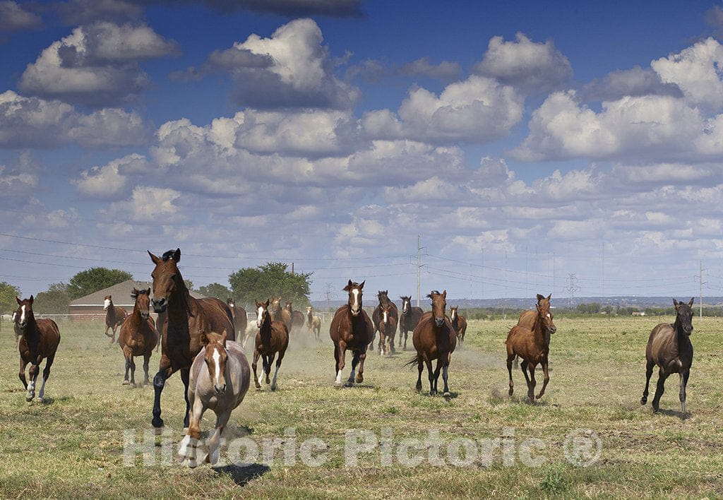 Venus, TX Photo - Scene from The Cannon Quarter Horse Ranch Near The Town of Venus in North-Central Texas