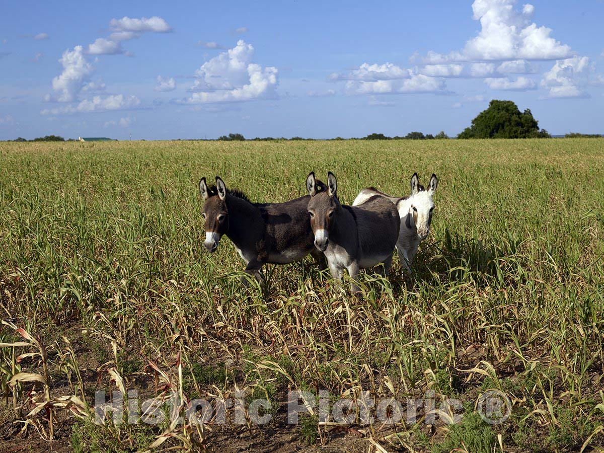 Erath County, TX Photo - Donkeys in a Field in Erath County, Texas