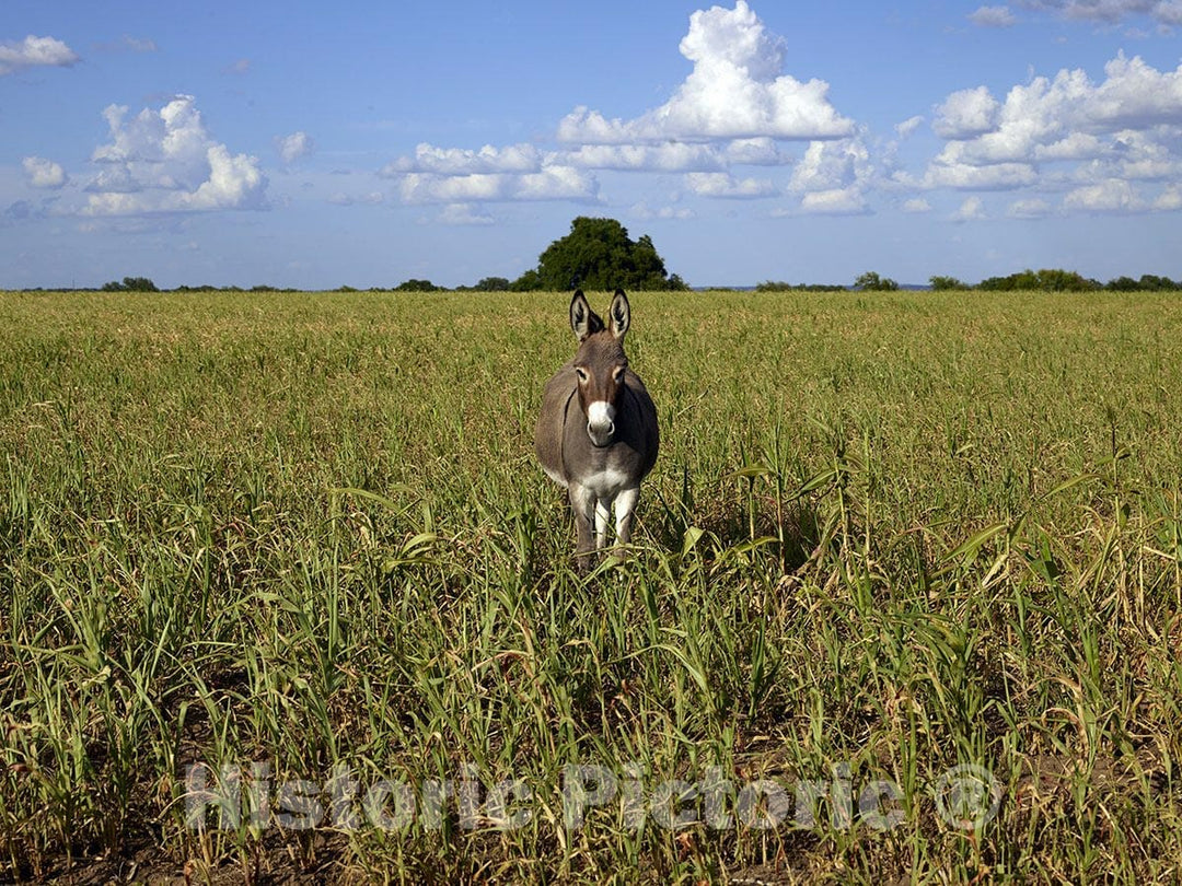 Erath County, TX Photo - Dandy Donkey in a Field in Erath County, Texas